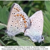 polyommatus icarus fominae copula